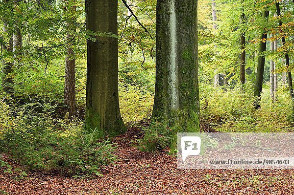 europäisch Landschaft Wald Herbst Buche Buchen