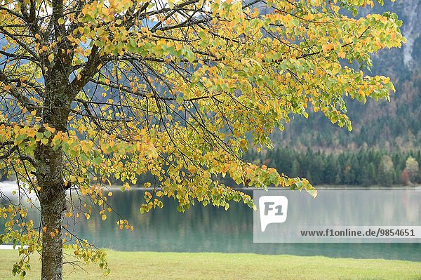Linde durchsichtig transparent transparente transparentes Landschaft See Herbst Limette Silber Tirol Österreich
