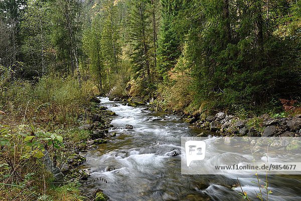 Berg Landschaft klein Wald fließen Fluss Herbst Tirol Österreich