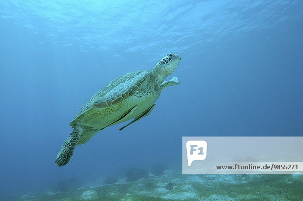 Grüne Meeresschildkröte oder Suppenschildkröte (Chelonia mydas)  Boholsee  Philippinen  Asien
