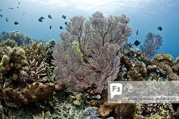 Mönchsfische (Chromis chromis) im Korallenriff vor Menjangan  Bali  Indonesien  Asien