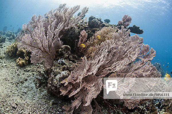 Roter Riesen-Knotenfächer (Melithaea sp.) mit Gelbflossen-Riffbarschen (Neoglyphidodon nigroris)  Menjangan  Bali  Indonesien  Asien