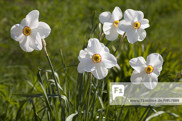Weiße Narzissen (Narcissus)  Nordrhein-Westfalen  Deutschland  Europa