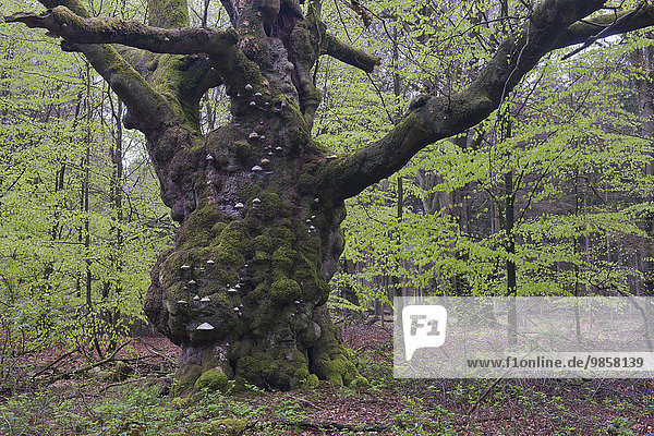500jährige Rotbuche (Fagus sylvatica)  Emsland  Niedersachsen  Deutschland  Europa
