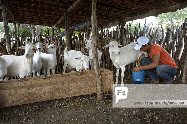 Young man milking a goat (Capra hircus aegagrus)  Caladinho  Uaua  Bahia  Brazil  South America