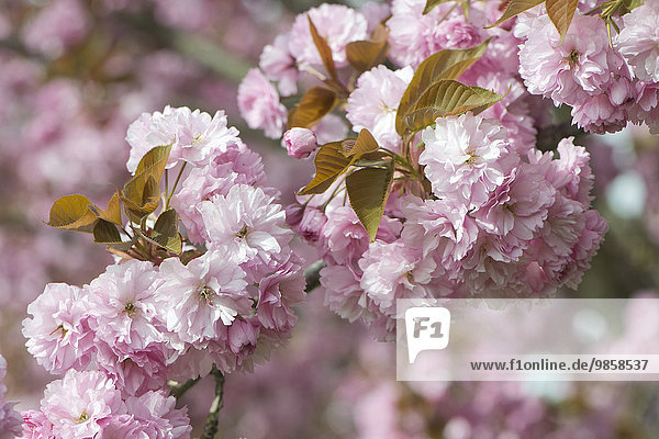Japanische Zierkirsche (Prunus serrulata)  Blüten  Emsland  Niedersachsen  Deutschland  Europa
