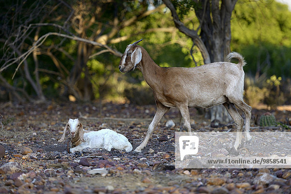 Female goat and goatling  Goat (Capra hircus aegagrus)  Bahia  Brazil  South America