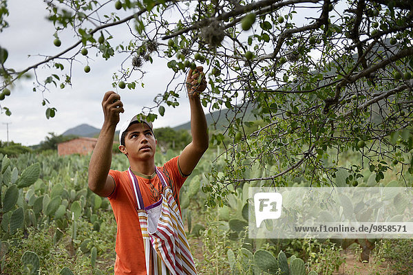 Teenager harvesting fruits of the Umbú tree (Spondias tuberosa)  Caladinho  Uaua  Bahia  Brazil  South America
