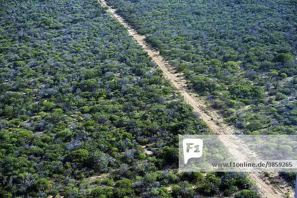Luftbild  Vegetation der Caatinga in der Regenzeit  Bahia  Brasilien  Südamerika