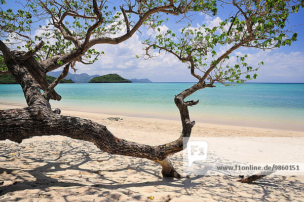 Sandstrand mit Baum  Ilot Choizil  Mayotte  Afrika