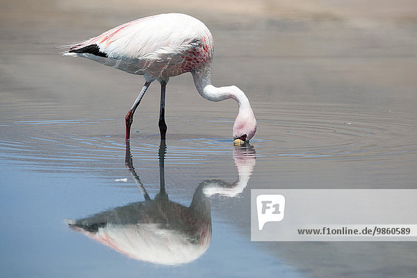 James-Flamingo (Phoenicoparrus jamesi)  Salar de Uyuni  Bolivien  Südamerika