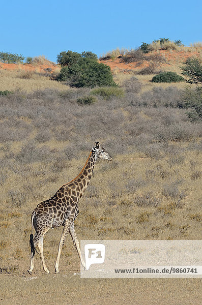 Giraffe (Giraffa camelopardalis) Männchen geht im trockenen Gras Kgalagadi-Transfrontier-Nationalpark Provinz Nordkap Südafrika