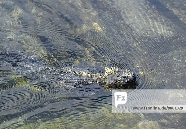 Meerechse (Amblyrhynchus cristatus) schwimmend Punta Espinosa Insel Fernandina Galapagosinseln Ecuador Südamerika