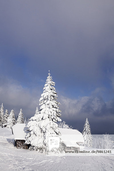 Schneebedeckte Hütte auf dem Kandel  Schwarzwald  Baden-Württemberg  Deutschland  Europa