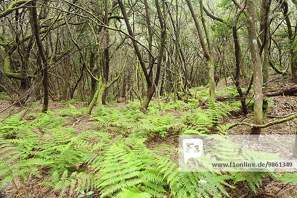 Lorbeerwald  Nebelwald  Parque Nacional de Garajonay  La Gomera  Kanarische Inseln  Spanien  Europa
