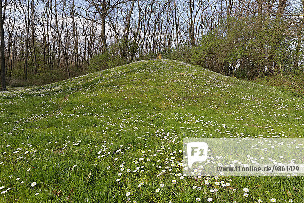 Spätbronzezeitliche Hügelgräber im Schussenwald  Siegendorf  Nordburgenland  Burgenland  Österreich  Europa