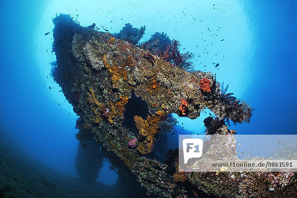 Heck of by an American shipwreck from the second World War overgrown with corals  general cargo vessel Liberty  Tulamben  Bali