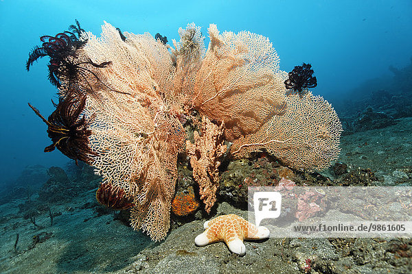 Gorgonie oder Seefächer (Anella sp.) mit schwarzen Federsternen (Comantula rotalarius) und Walzenseestern (Choriaster granulatus)  Bali