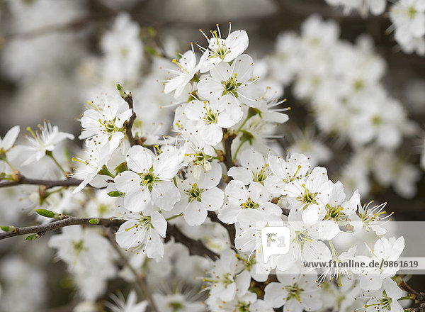 Blüten von Schlehdorn oder Schlehe (Prunus spinosa)  Burgenland  Österreich  Europa