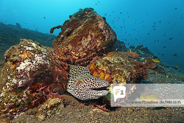 Große Netzmuräne (Gymnothorax favagineus) in Unterschlupf mit vielen Durban-Tanzgarnelen (Rhynchocinetes durbanensis)  Bali