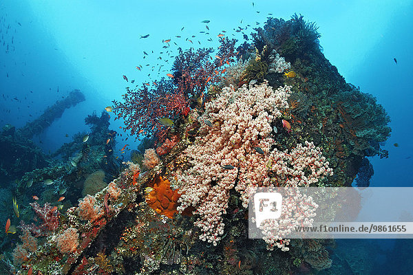 Amerikanisches Schiffswrack aus dem zweiten Weltkrieg dicht mit Korallen bewachsen  Stückgutfrachter Liberty  Tulamben  Bali