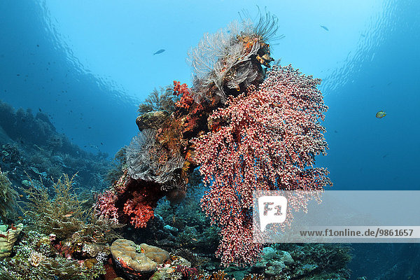 Amerikanisches Schiffswrack aus dem zweiten Weltkrieg dicht mit Korallen bewachsen  Stückgutfrachter Liberty  Tulamben  Bali