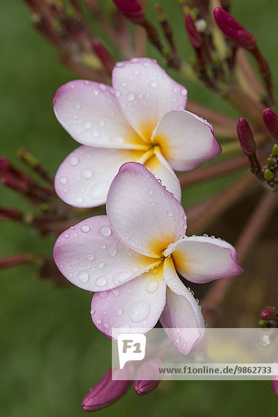 Wassertropfen auf Blüten  Frangipani  Wachsblume  Flor de Cebo oder Tempelbaum (Plumeria)  Kerala  Indien  Asien