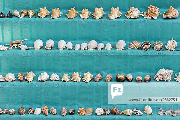 Muscheln an einem Verkaufsstand, Cochin, Kochi, Kerala, Indien, Asien