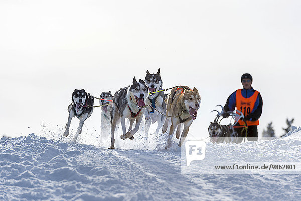 Sled dog racing  sled dog team in winter landscape  Unterjoch  Oberallgäu  Bavaria  Germany  Europe