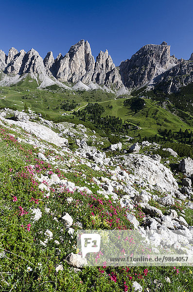 zwischen inmitten mitten Berg Tal Dolomiten behaart Italien Rhododendron