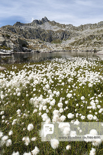 Landschaft Berg See weiß Alpen Wolle Mittelpunkt Gras Italien