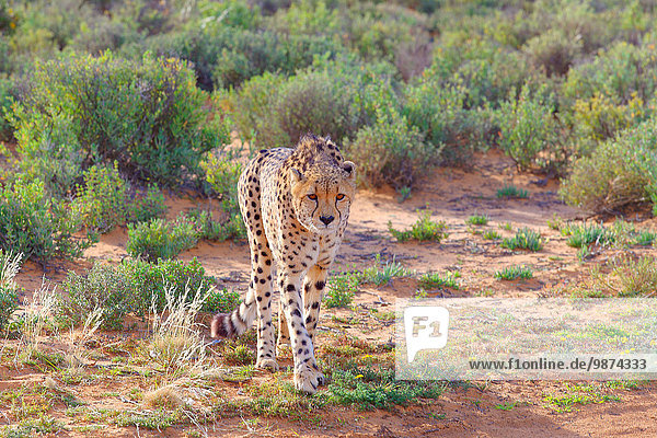 Cheetah walking in the savannah  Inverdoorn game reserve  in the Karoo desert. The game reserve provides treatment and care to sick  injured or orphaned wild animals and fights against poaching in South Africa