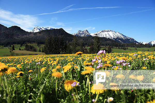 Blumenwiese  Aggenstein  Allgäuer Alpen  Allgäu  Bayern  Deutschland  Europa