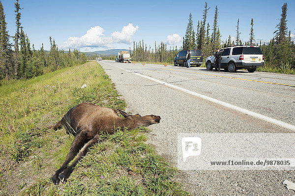 Moose (Alces alces) road kill on Richardson Hwy  Alaska