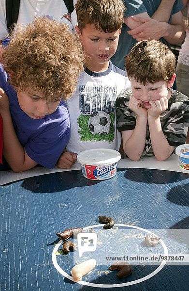 Children Watch Their Slugs At The 2009 Blueberry Arts Festival Annual Slug Race  Ketchikan  Southeast Alaska  Summer