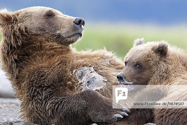 Braunbär Ursus arctos Sau Sommer Sorge Bucht junges Raubtier junge Raubtiere Katmai Nationalpark