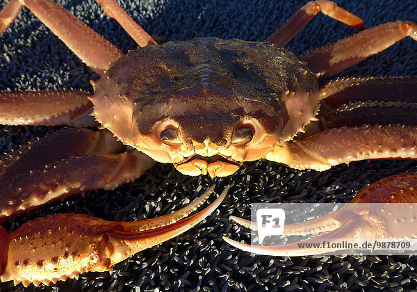 Close Up Of A Tanner Crab Off Kachemak Bay Near Homer  Kenai Peninsula  Southcentral Alaska