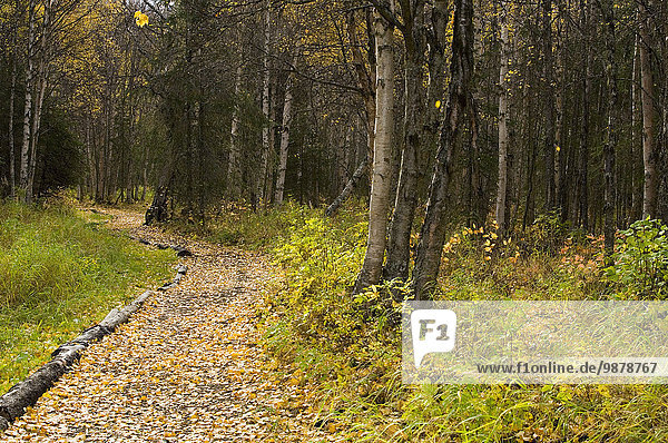 Pathway Through Autumn Colored Forest Eagle River Valley Chugach State Park Southcentral Alaska