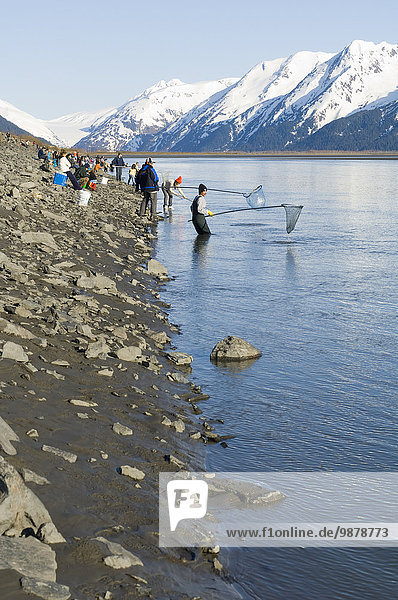 Group Of People Hooligan Fishing On Shoreline Around Turnagain Arm In Spring Southcentral Alaska