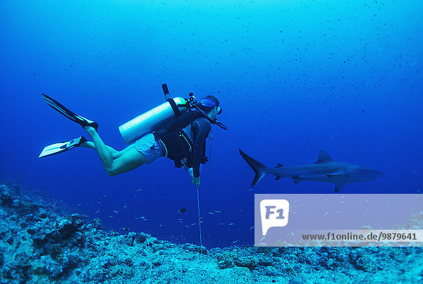 'Diving with sharks; Palau  Micronesia'