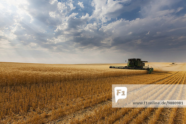 Paplow Harvesting Company custom combines a wheat field  near Ray; North Dakota  United States of America