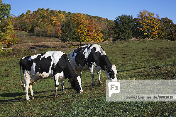 Holstein dairy cows in autumn pasture; Salem  New York  United States of America