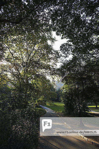 'Sun-dappled pedestrian path in Central Park; New York City  New York  United States of America'