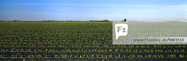Agriculture - Early growth grain corn field / Imperial Valley  California  USA.