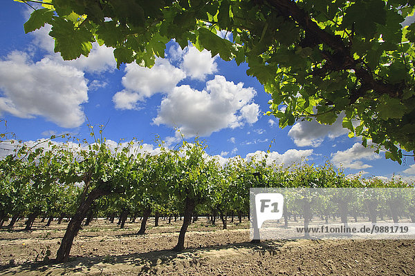 Vereinigte Staaten von Amerika USA niedrig nahe Frische Landwirtschaft Wachstum Weintraube Ansicht Flachwinkelansicht Mittelpunkt Tisch Winkel Kalifornien Laub Weinberg