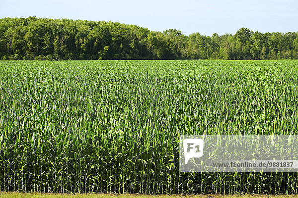 Agriculture - Field of healthy pretassle mid growth grain corn in late Spring / Mississippi  USA.