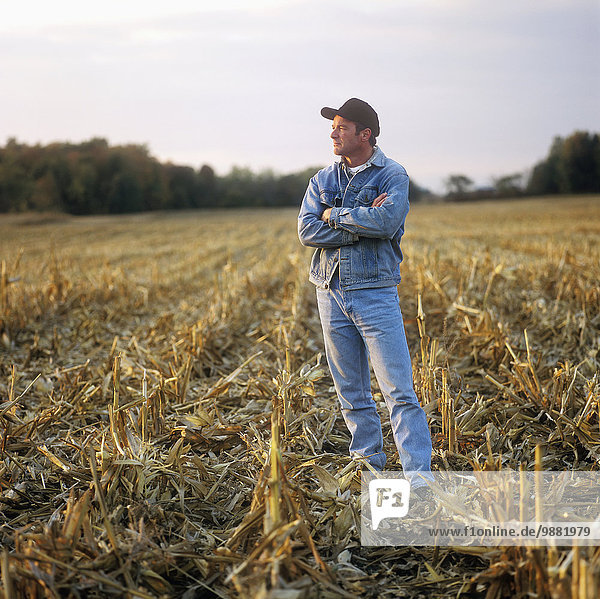 Agriculture - A farmer standing in stubble looks across his freshly harvested grain corn field in late afternoon light / Ontario  Canada.
