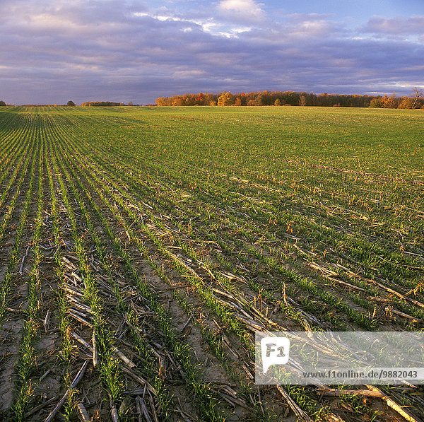 Mais Zuckermais Kukuruz Getreide Beleuchtung Licht spät Landwirtschaft Wachstum Feld früh Weizen Stoppelfeld Nachmittag Kanada Ontario