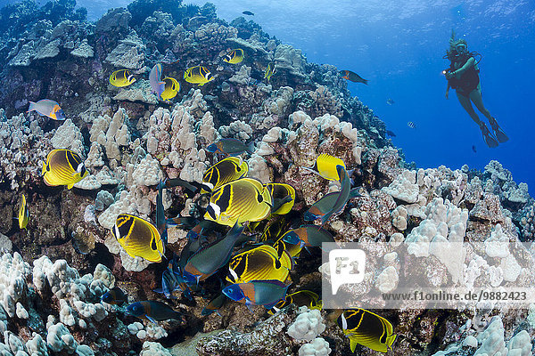 'Schooling raccoon butterflyfish (Chaetodon lunula) and a diver on a reef off the island of Lanai; Hawaii  United States of America'