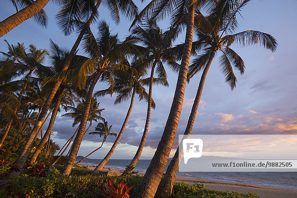 Tropisch Tropen subtropisch Amerika Strand Baum Hintergrund Verbindung Hawaii Linie Maui Sonne Wailea